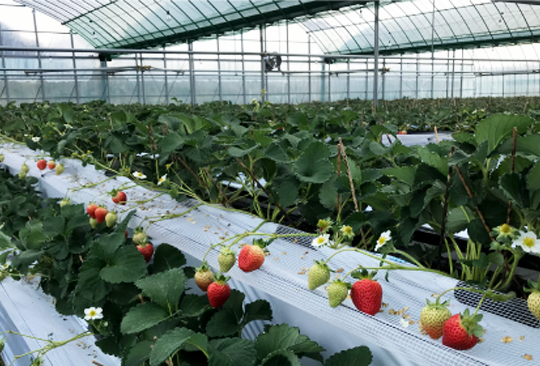 株式会社ナチュレッシュ・ファーム・ジェイピー